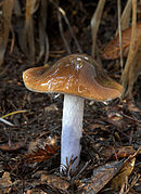Cortinarius vanduzerensis 134617.jpg