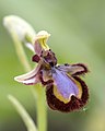 Ophrys speculum 1 MHNT.jpg