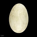 Anser cygnoides MHNT.ZOO.2010.11.13.1.jpg