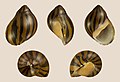 Neritina turrita 01.jpg