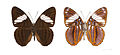 Adelpha epione agilla MHNT.jpg