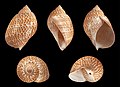 Tonna perdix 02.JPG