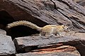 Congo rope squirrel (Funisciurus congicus).jpg
