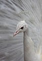 White Peacock, Palmitos Park, May 2018.jpg